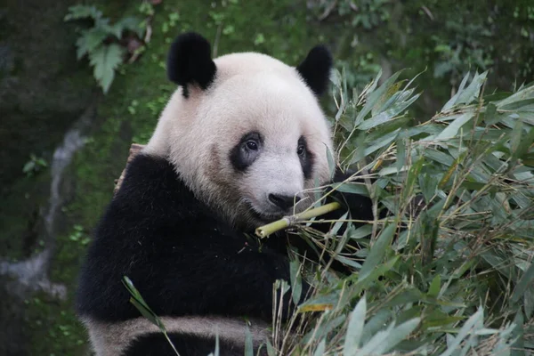 Großaufnahme Panda Frisst Bambusblätter Chengdu Panda Base China — Stockfoto