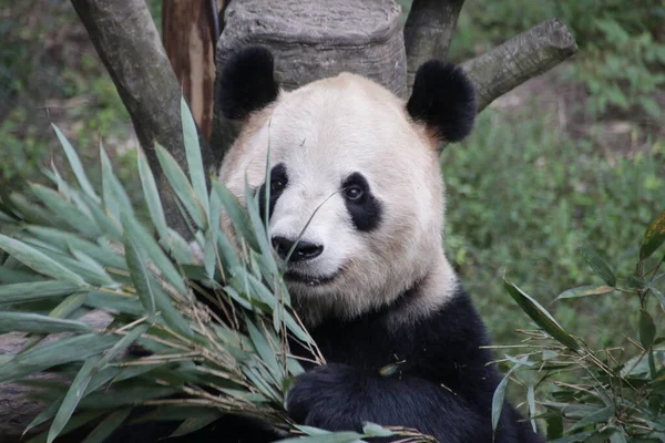 Panda Chongqing Állatkertben Kínában — Stock Fotó