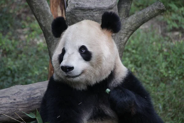 Bolyhos Panda Chongqing Állatkertben Kínában — Stock Fotó