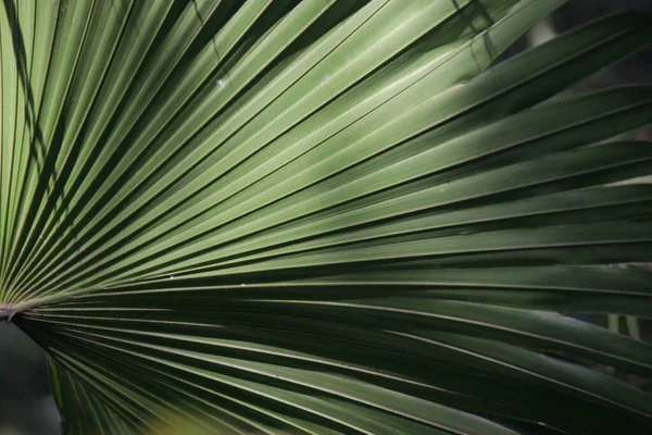 美丽的大自然 紧贴棕榈叶 — 图库照片
