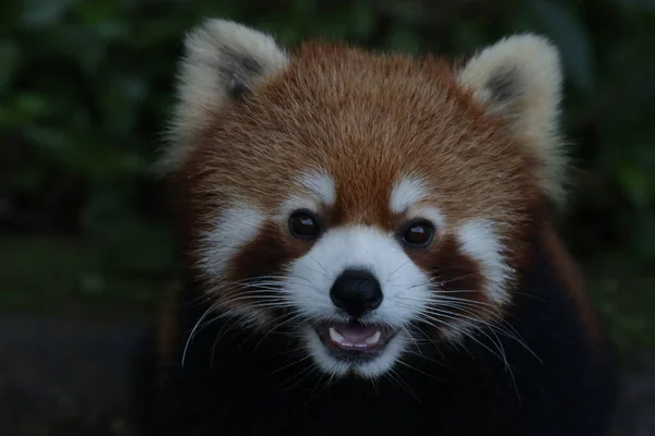 Close Red Panda Tvář Čína — Stock fotografie