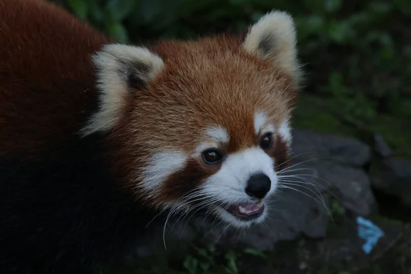 Fermer Visage Red Panda Chine — Photo