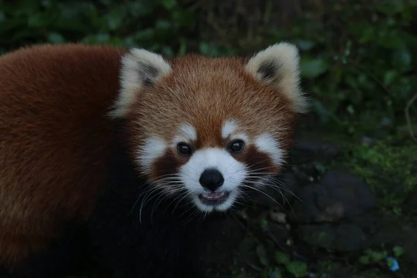 Blisko Red Panda Face Chiny — Zdjęcie stockowe