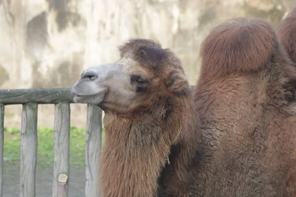 Kamel Aus Nächster Nähe Zoo — Stockfoto