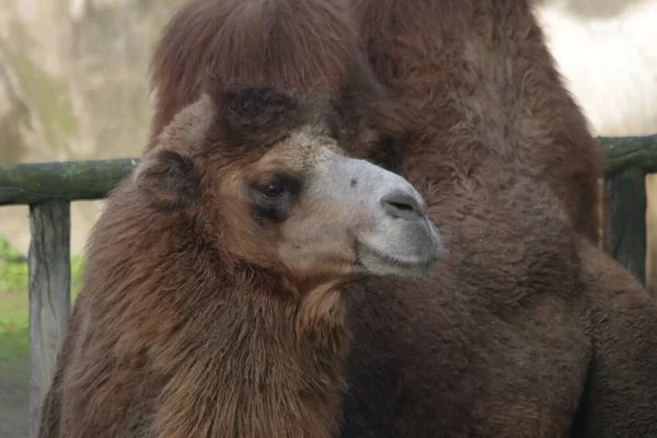 Zblízka Velbloud Zoo — Stock fotografie