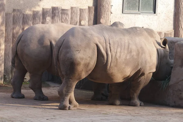 Rinoceronte Patio Recreo —  Fotos de Stock
