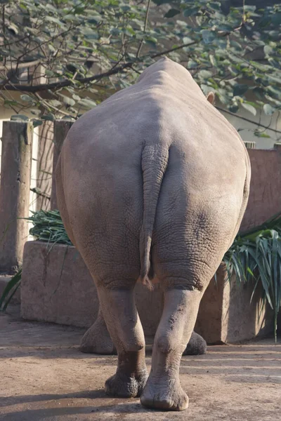 Close Rhinoceros Butt — Φωτογραφία Αρχείου