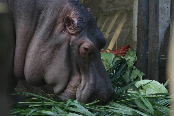 Крупним Планом Hippopotamus Обличчя — стокове фото