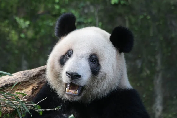 Bezár Giant Panda Pekingi Állatkertben Kínában — Stock Fotó