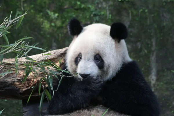 中国北京动物园的大熊猫近观 — 图库照片