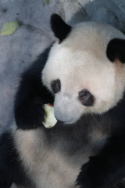 Dicht Bij Giant Panda Beijing Zoo China — Stockfoto