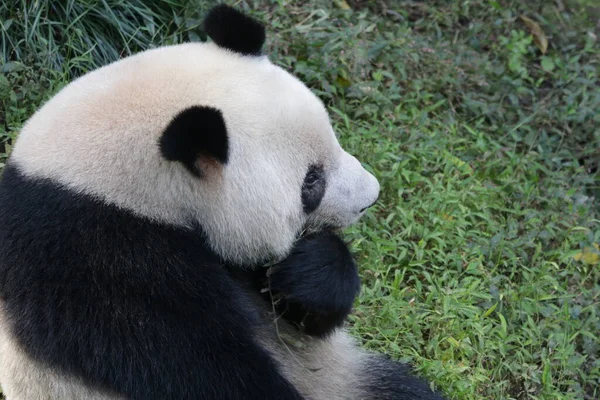 Vicces Panda Chengdu Panda Bázis Kína — Stock Fotó