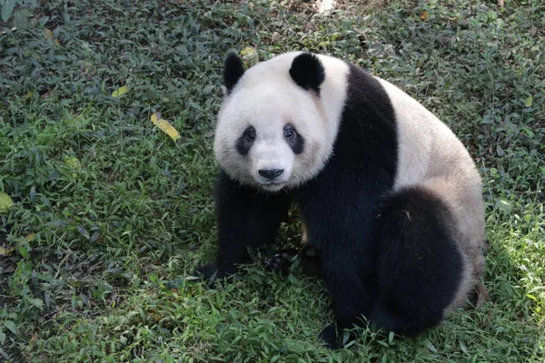 Lustige Pose Von Panda Chengdu Panda Base China — Stockfoto