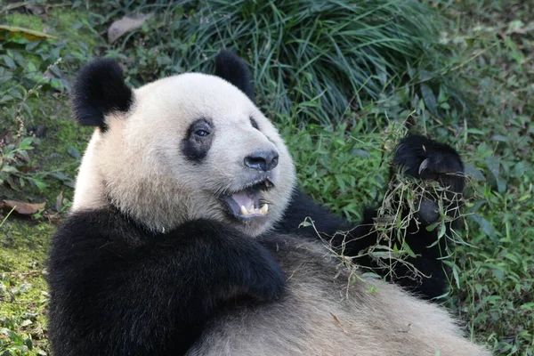 Śmieszne Pose Panda Baza Chengdu Panda Chiny — Zdjęcie stockowe