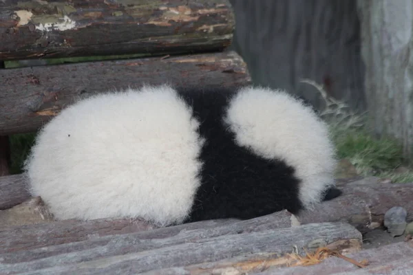 Sovande Babypanda Chengdu Panda Base Kina — Stockfoto