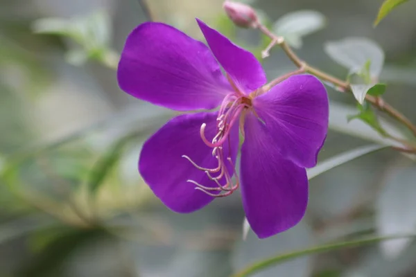 Kvetoucí Fialový Květ Jaře Tibouchina Urvilleana Čína — Stock fotografie