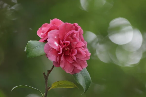 Chuva Cai Vermelho Selvagem Rosa — Fotografia de Stock
