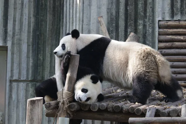 Oanda Ana ve Yavrusu, Chengdu Panda Üssü, Çin
