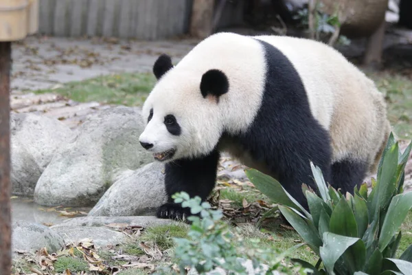 Panda Chengdu Panda Base Chine — Photo