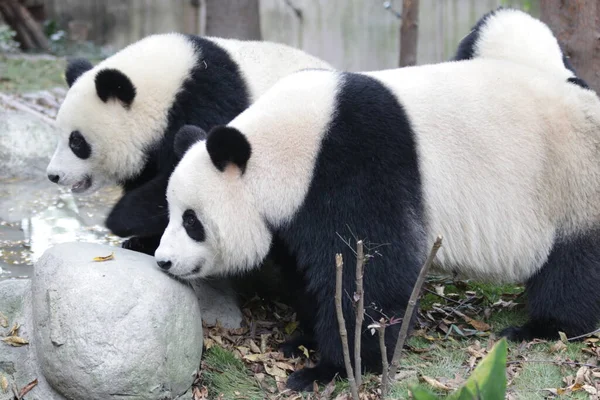 Close up Mother Panda and her Cub, Chengdu Panda Base, China