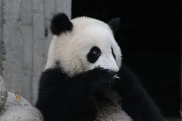 Effigie Little Cute Panda Chengdu Panda Base Cina — Foto Stock