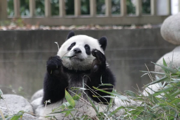 Piccolo Panda Felice Chengdu Panda Base Cina — Foto Stock