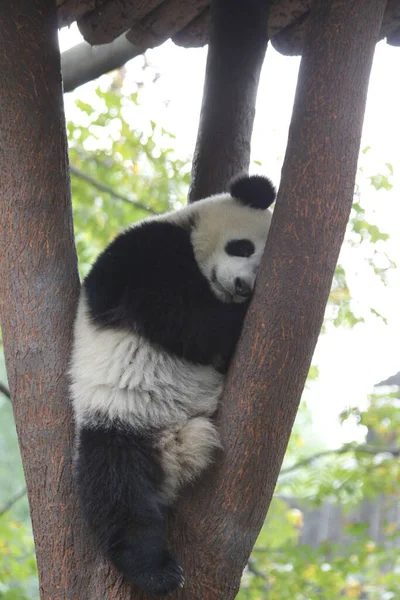 Kleiner Flauschiger Panda Schläft Auf Dem Baum Chengdu Panda Base — Stockfoto