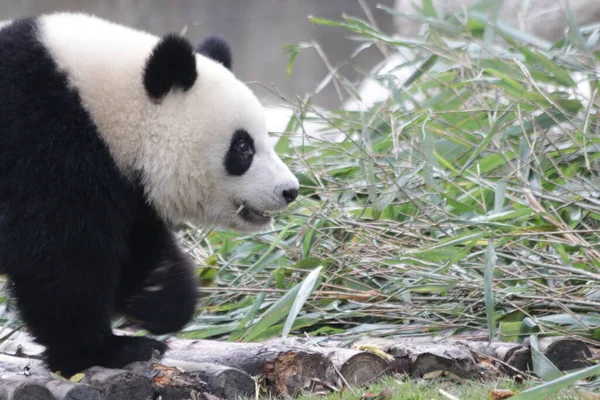 毛茸茸的熊猫走在中国绿场上 — 图库照片