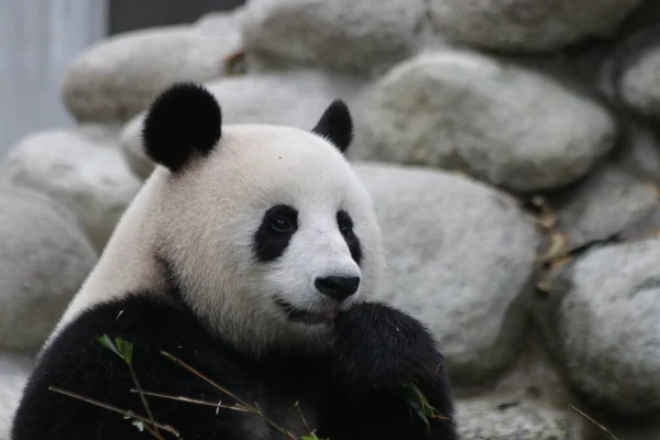 中国成都熊猫基地 小熊猫正在学习吃竹叶 — 图库照片