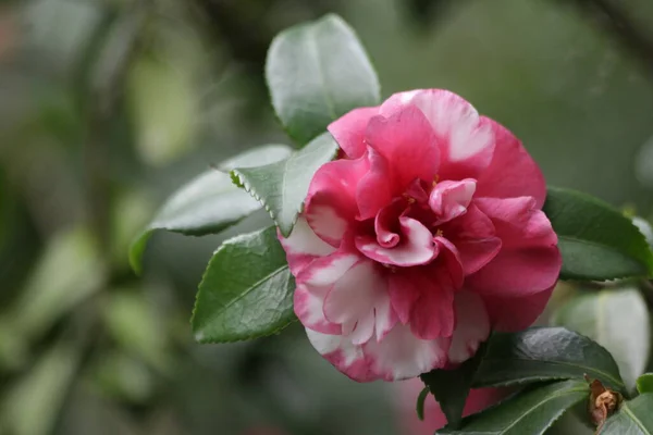 Nahaufnahme Blühender Roter Hibiskus Sommer — Stockfoto