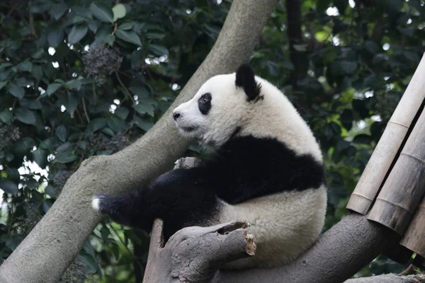 可爱的小熊猫在树上休息 成都熊猫基地 — 图库照片