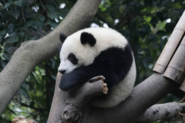 Funny Pose Little Panda Tree Chengdu Panda Base China — Stock Photo, Image