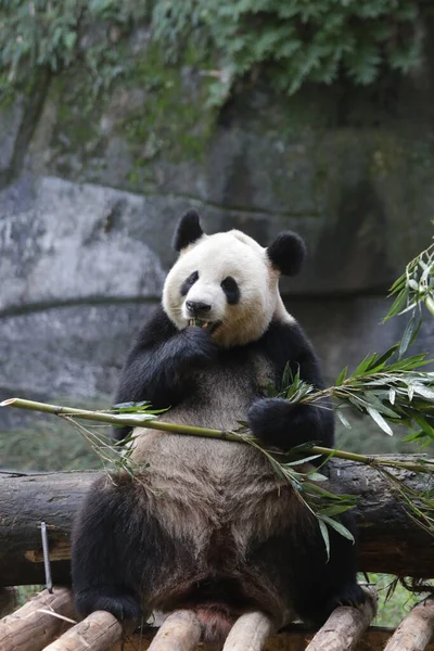 Panda Chongqing Állatkertben Kínában — Stock Fotó