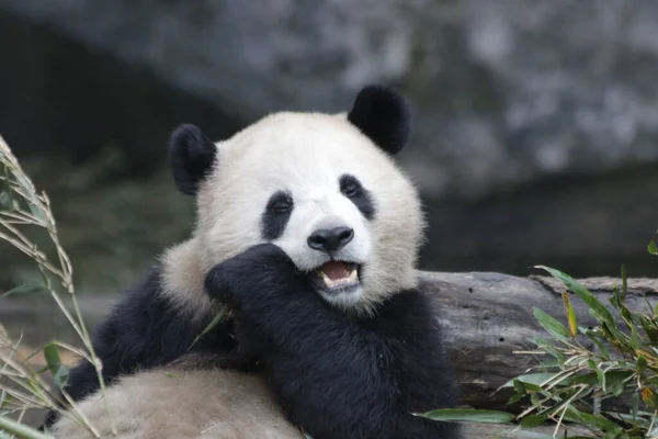 Panda Allo Zoo Chongqing Cina — Foto Stock