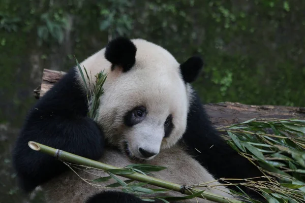 Panda Zoo Chongqing Chiny — Zdjęcie stockowe