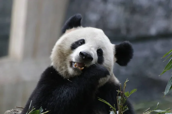 小熊猫吃竹子的特写镜头 — 图库照片