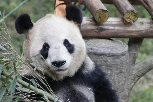 关闭大熊猫吃竹叶 — 图库照片