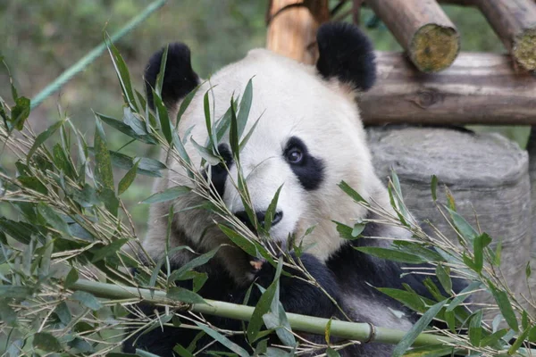 Großaufnahme Panda Frisst Bambusblätter — Stockfoto