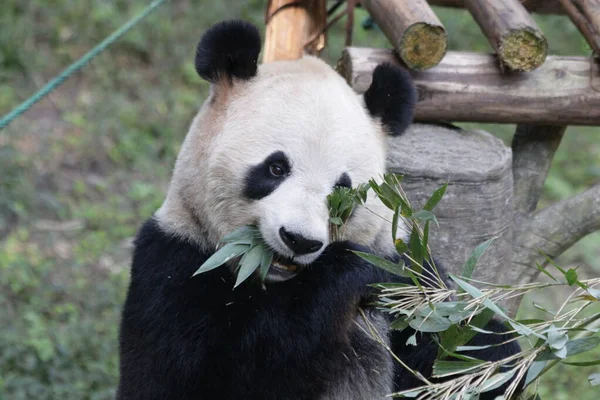 Panda Allo Zoo Chongqing Cina — Foto Stock