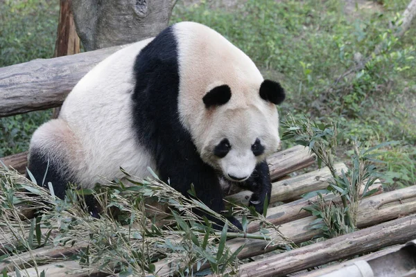 Panda Zoo Chongqing Chiny — Zdjęcie stockowe