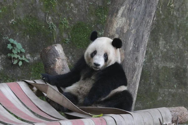 中国重庆动物园的熊猫 — 图库照片