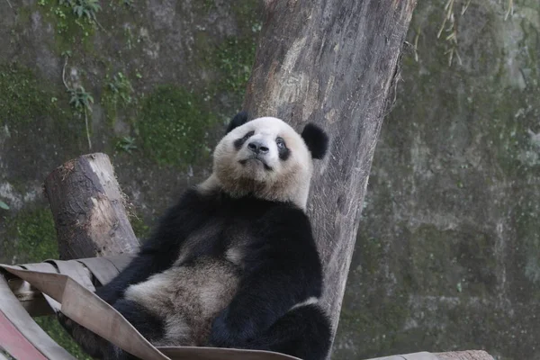 Panda Στο Ζωολογικό Κήπο Chongqing Κίνα — Φωτογραφία Αρχείου