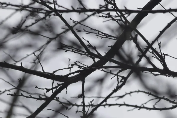 Лиственные Деревья Теряют Листья Зимний Сезон Красота Природы Ветви Листьев — стоковое фото