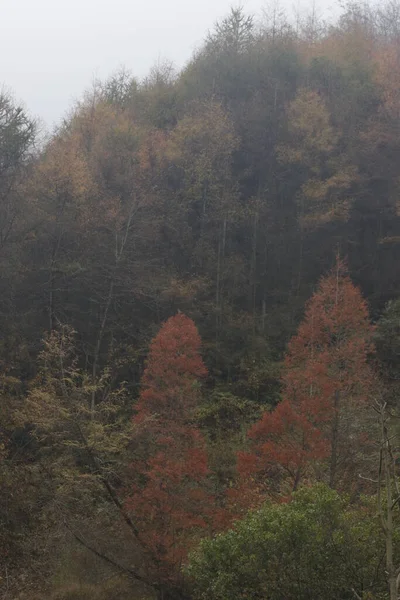 当季节变了 山边的风景 冬天来了 树叶凋零 浓雾笼罩了大部分地区 宁静而宁静 — 图库照片