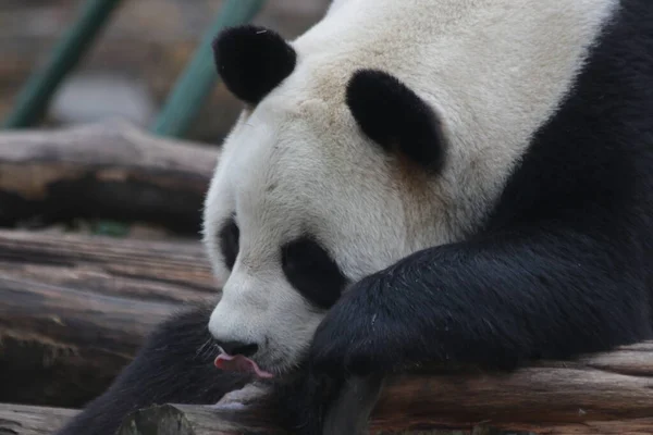 Nahaufnahme Schlafender Panda China — Stockfoto