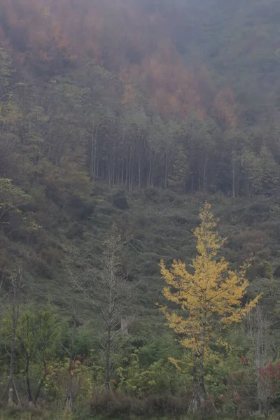 Dağın Manzarası Mevsim Değiştiğinde Kış Zamanı Geliyor Yapraklar Dökülüyor Sis — Stok fotoğraf