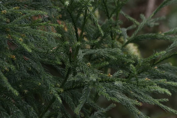 Κοντινό Πλάνο Fresh Green Fir — Φωτογραφία Αρχείου