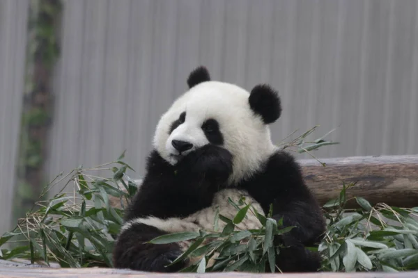 Cute Little Panda Learning Eat Bamboo Leaves Wolong Giant Panda — ストック写真