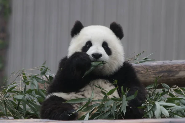 Cute Fluffy Panda Learning Eat Bamboo Leaves Wolong Panda Base — 图库照片