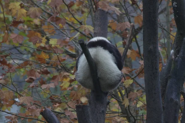 Back Fluffy Panda Tree Wintertime Wolong Giant Panda Nature Reserve — Stock fotografie